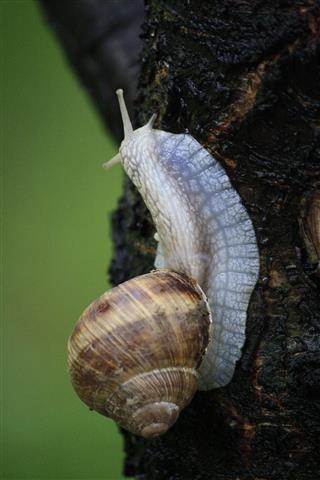 Snail On Tree