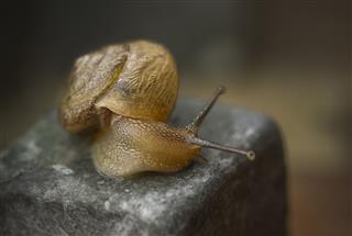 Tiny Snail On Stone