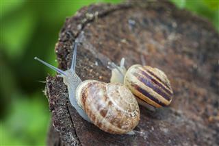 Snails On Wood Close Up