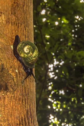 Giant Tree Snail