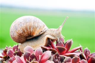 Big Snail On The Plant
