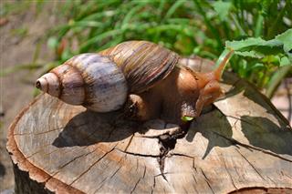 Snail On A Stump