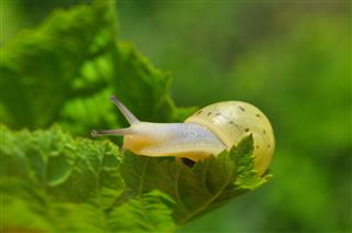 Little Yellow Snail