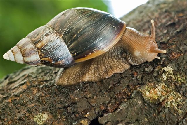 Snail Crawling On Tree