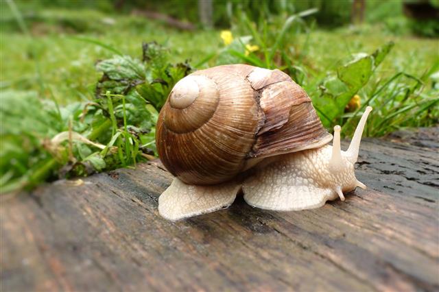 What Do Snails Eat? Leaves are Their Best Friends, Perhaps! - Animal Sake