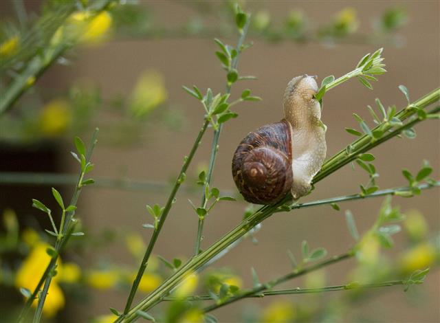 Snail Eating Broom Plant