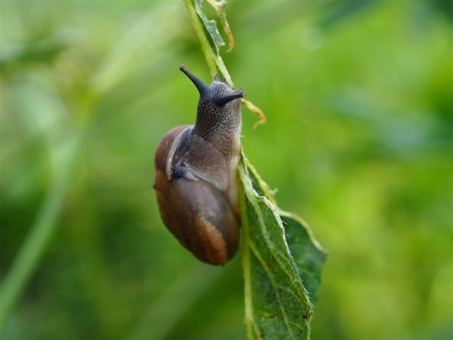 Snail Eating Roselle Leaf