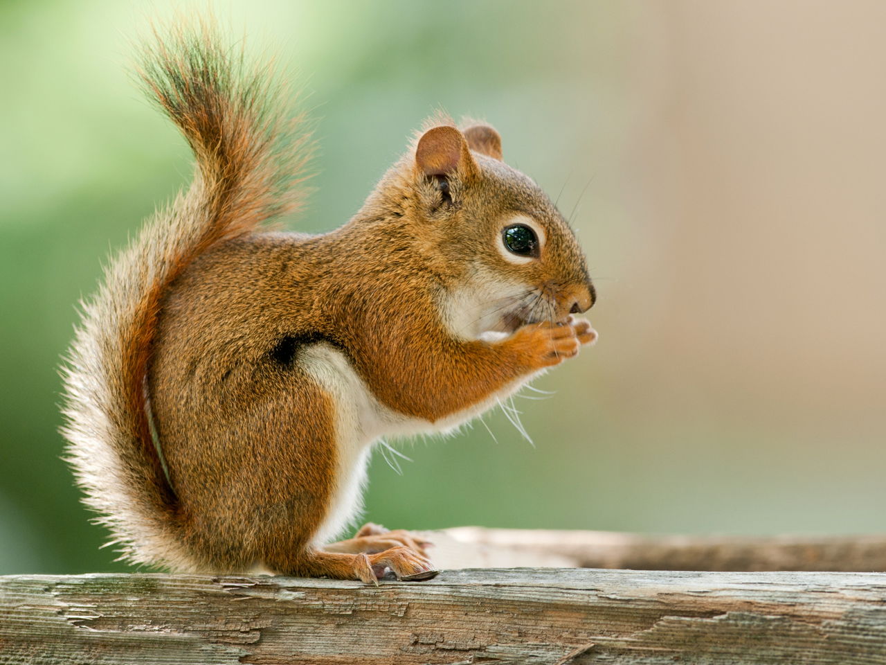 Sleeping and Nesting Habits of Squirrels - Animal Sake