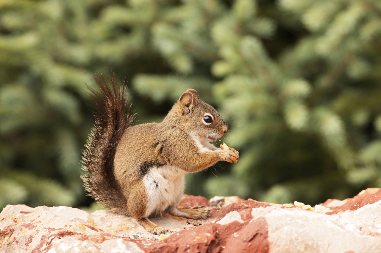 Facts about Squirrels