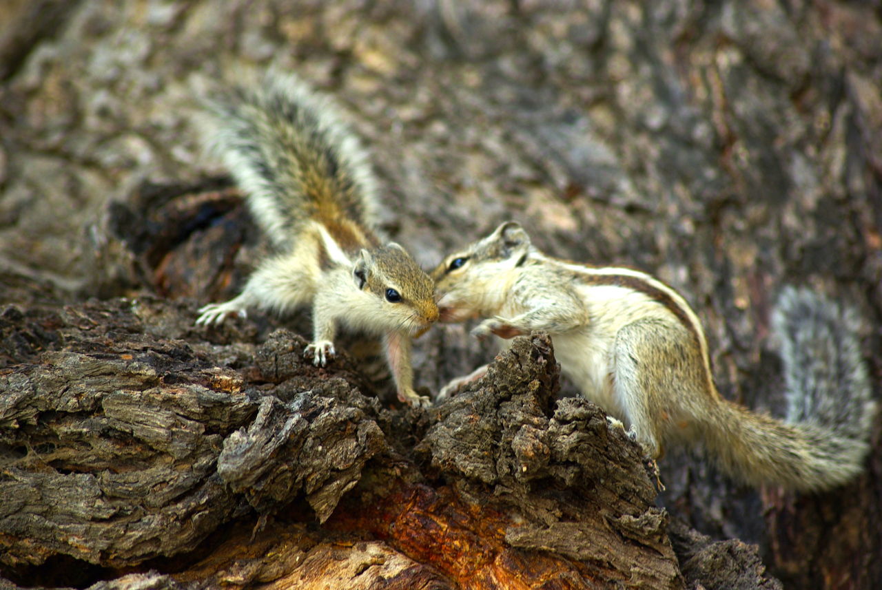 Facts about Squirrels - Animal Sake