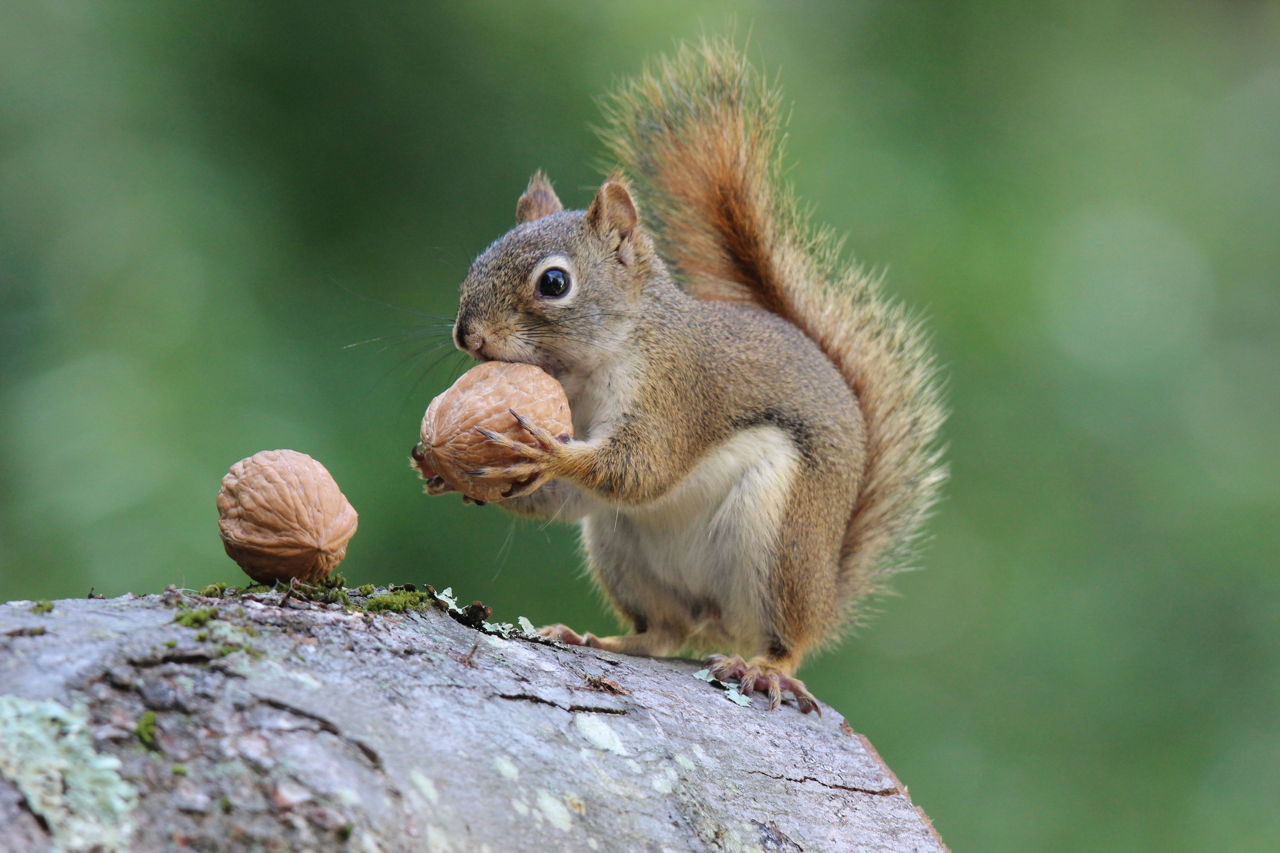 do squirrels eat bird eggs