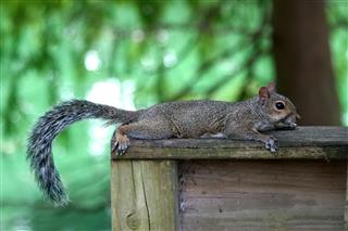 Lazy Squirrel On The Bench