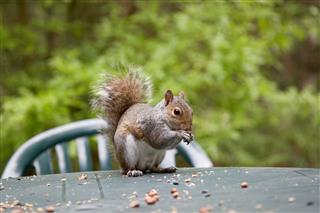 Gray Squirrel Nibbling Nuts