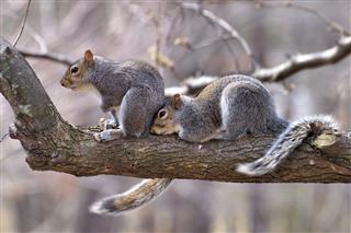 Happy Squirrel Couple