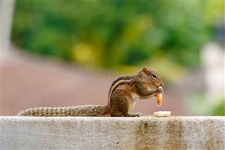 Squirrel Sri Lanka