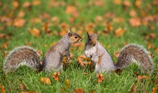 Squirrel In Love