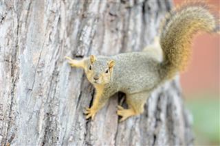 Gray Squirrel Hanging On Tree