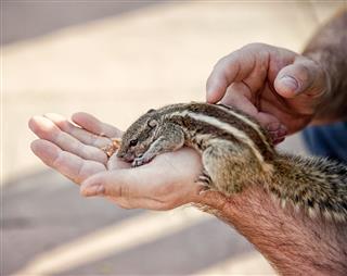 Hand Feeding Squirrel