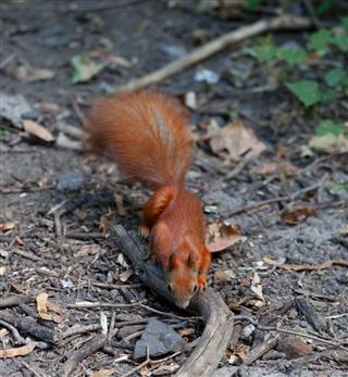 Red Squirrel In Autumn Forest