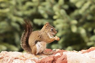 Squirrel Tamiasciurus Douglasii Eating