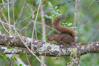 Brazilian Squirrel On Tree Branch