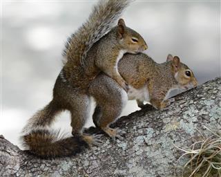 Squirrels Mating