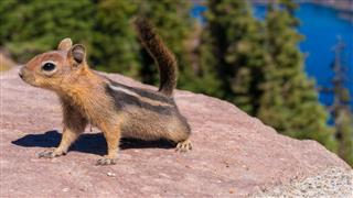 Squirrel At Crater Lake