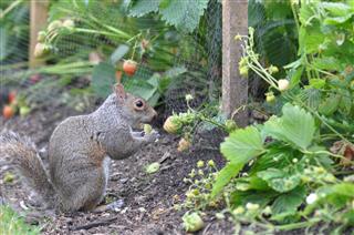 Cheeky Squirrel Eating Strawberries