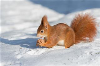 Red Squirrel In Winter