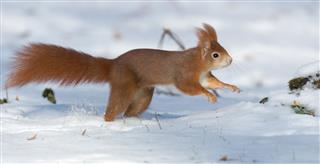 Red Squirrel Running In Winter