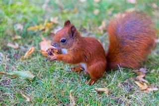 Red Squirrel On Grass