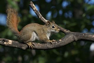 Red Squirrel On A Dead Branch