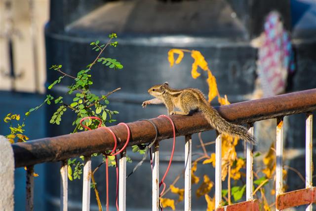 Indian Palm Squirrel On A Rail