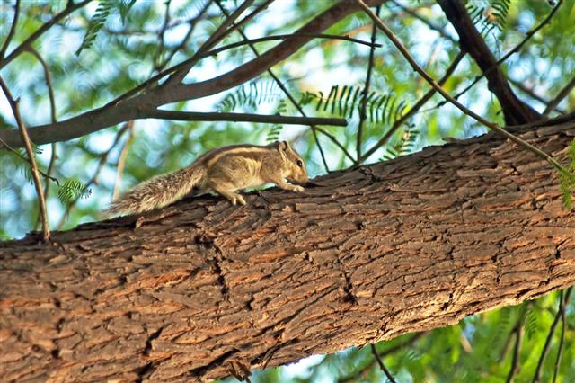 Indian Palm Squirrel On A Tree