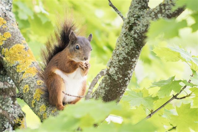 Cute Squirrel Eating A Nut