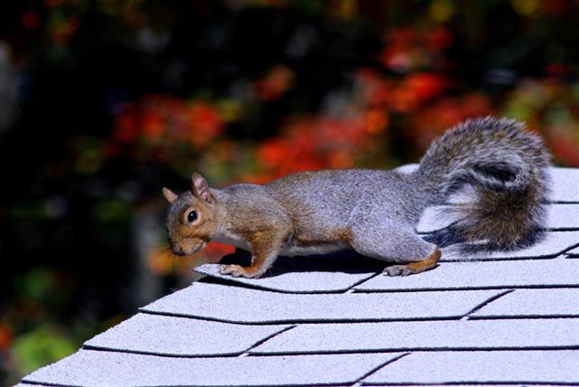 Squirrel On The Roof