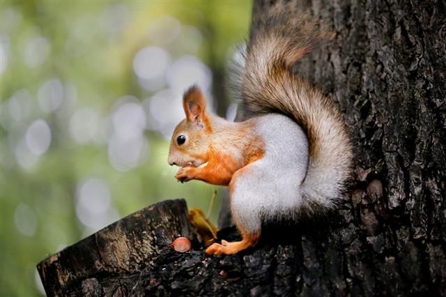 Beautiful Portrait Of A Squirrel