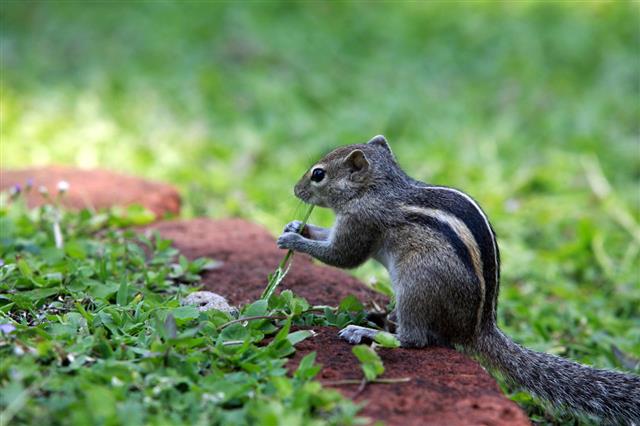 Squirrel Eat Fruit
