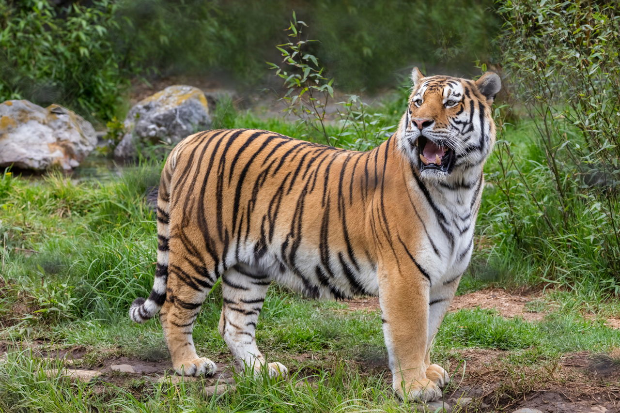 Tiger's Habitat: What do Tigers Eat? - Animal Sake