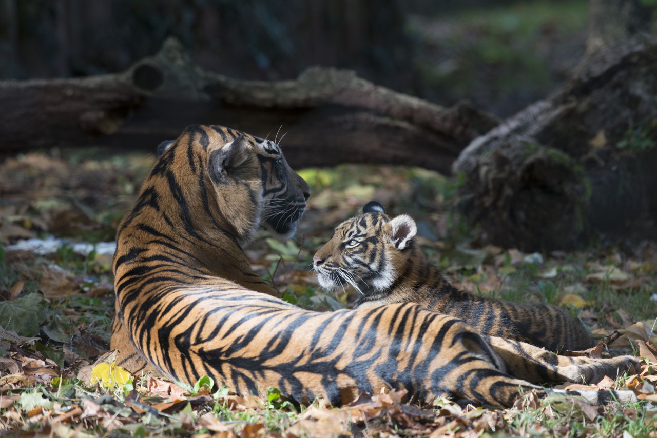 Tiger's Habitat: What do Tigers Eat? - Animal Sake
