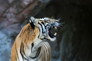Roaring Tiger With Motion