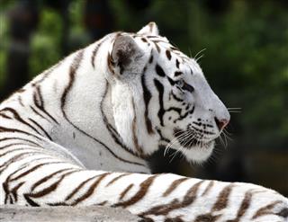 Beautiful White Bengal Tiger