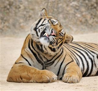 Smirking Tiger