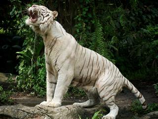 White Roaring Tiger