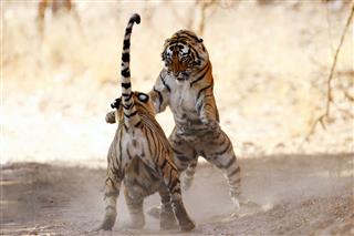 Tigers In Combat
