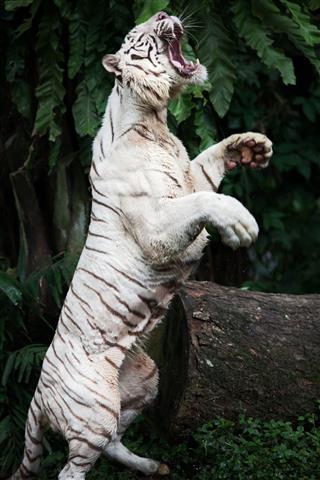 White Tiger Standing On Hind Legs
