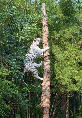 White Tiger Climbing Trees Show