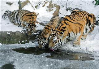 Thirsty Tiger Family In Winter