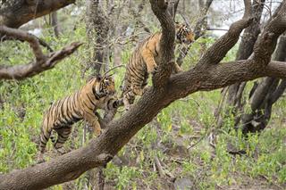 Bengal Tigers On A Tree