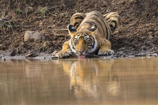 Juvenile Tiger Is Drinking Water